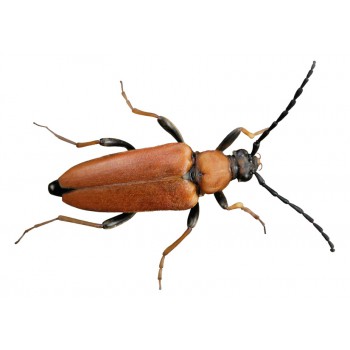 Capricorne, insecte xylophage. Stade adulte après le stade larvaire , qui ne se nourrit plus du bois.