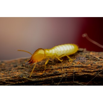 Présence de termites sur le bois
