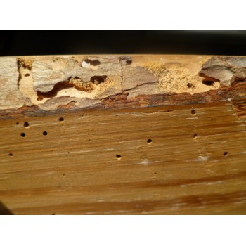 Vue de la profondeur d'attaque d'insectes xylophage dans le bois