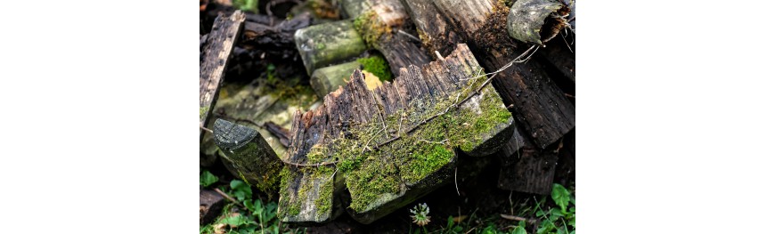 Anti-mousse naturel (jardin)