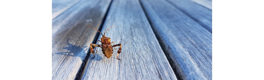 Tegen insecten en houtzwammen