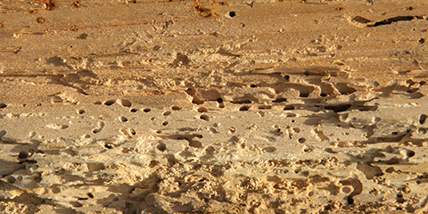 Insect Damage to Timber  - Rotten wood